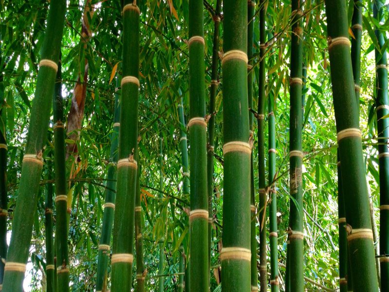 Bamboo Cultivation