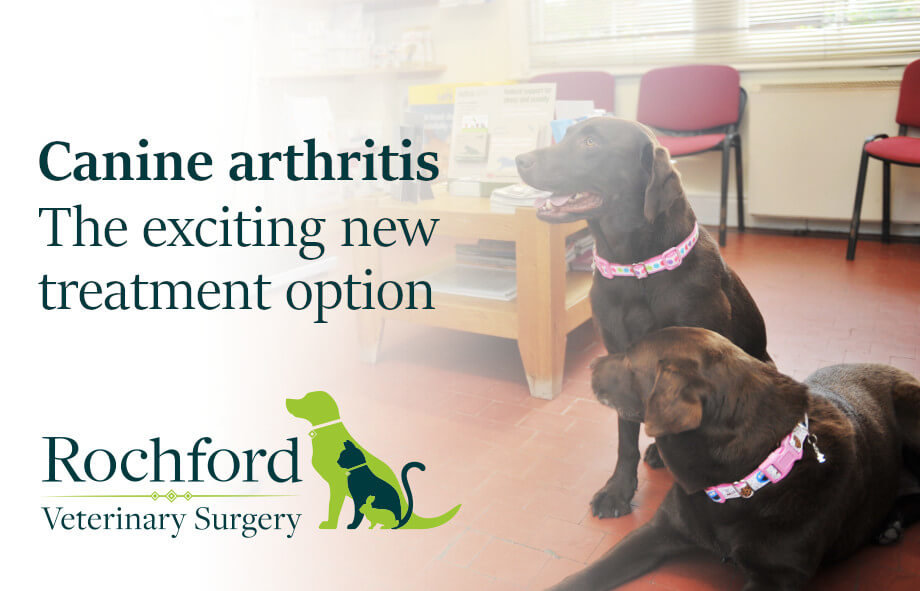 Dog Arthritis Treatment Options